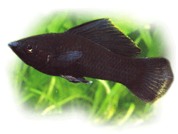 hi-fin-black-molly1