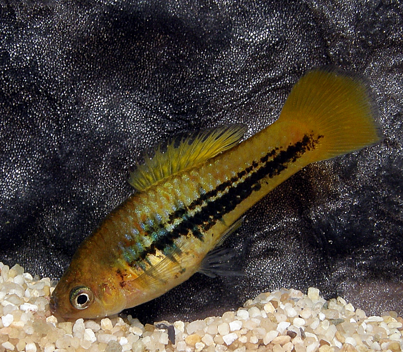 Xiphophorus variatus Puente Escalanar 2003 05